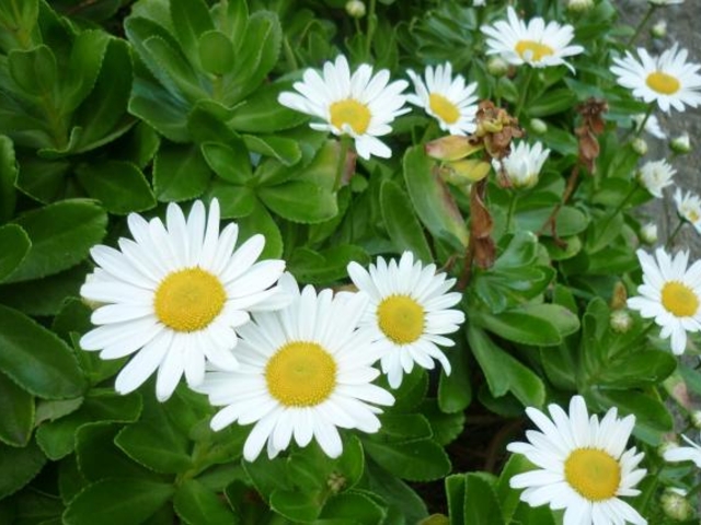 ハマギクの写真1