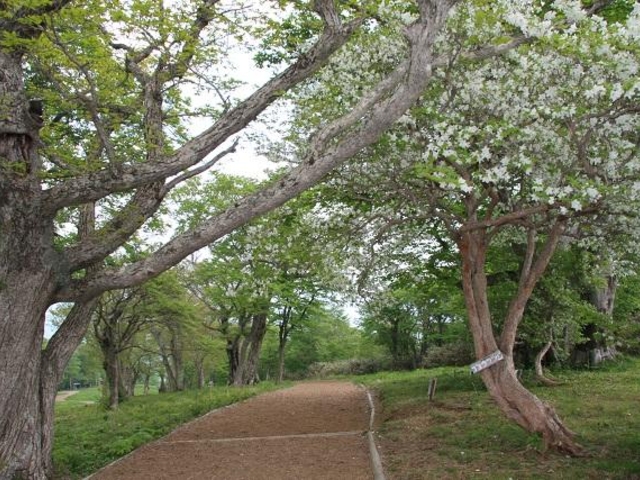 ゴヨウツツジ(シロヤシオ)の写真1
