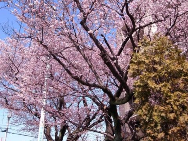 大寒桜の写真1