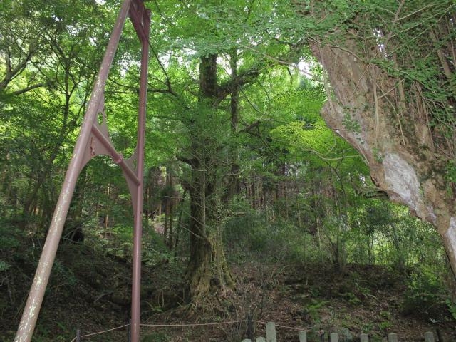 天明のイチョウの写真1