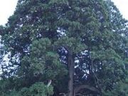 県指定天然記念物松保の大スギの写真2