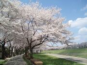 利根運河(運河水辺公園)の写真2