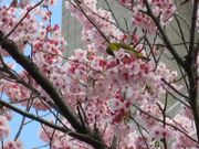 大寒桜の写真2
