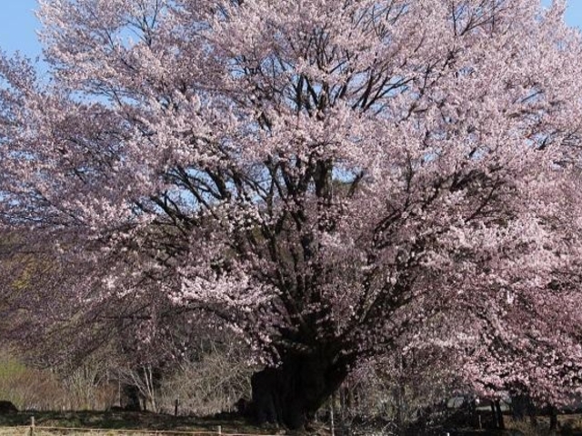 針山の天王桜の写真1
