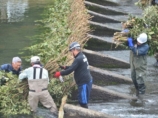 川原園井堰の紫かけの写真1