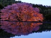 針山の天王桜の写真2