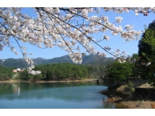 三段池公園の桜の写真1