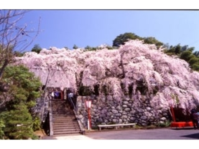 瑠璃寺の桜
