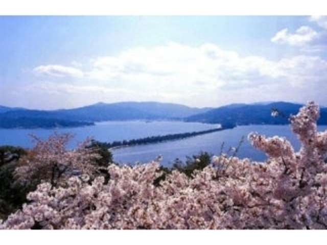 宮津市の桜の写真1