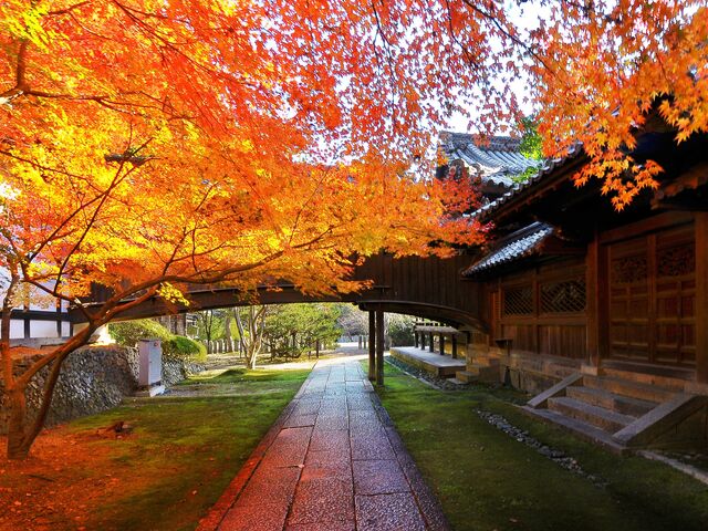 向日神社の紅葉の写真1