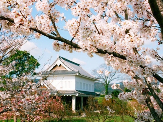 勝竜寺城公園の桜の写真1