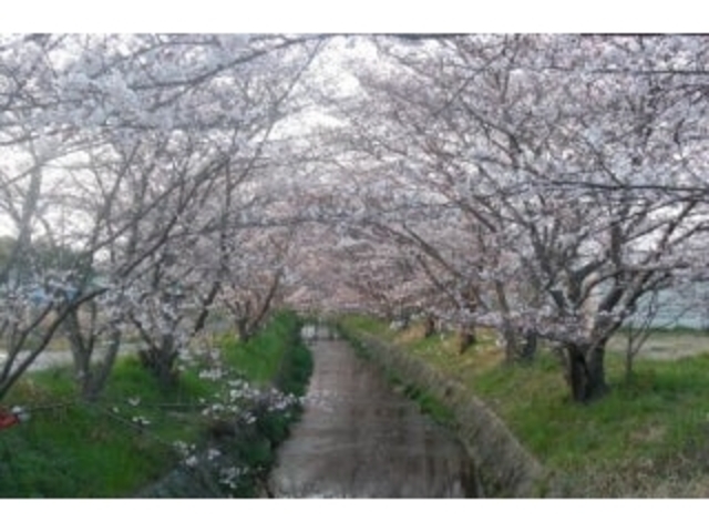 京田辺市の桜の写真1