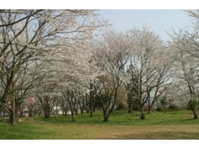 大宮町の桜の写真1