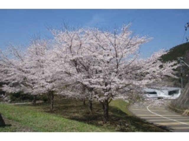 日吉ダムの桜