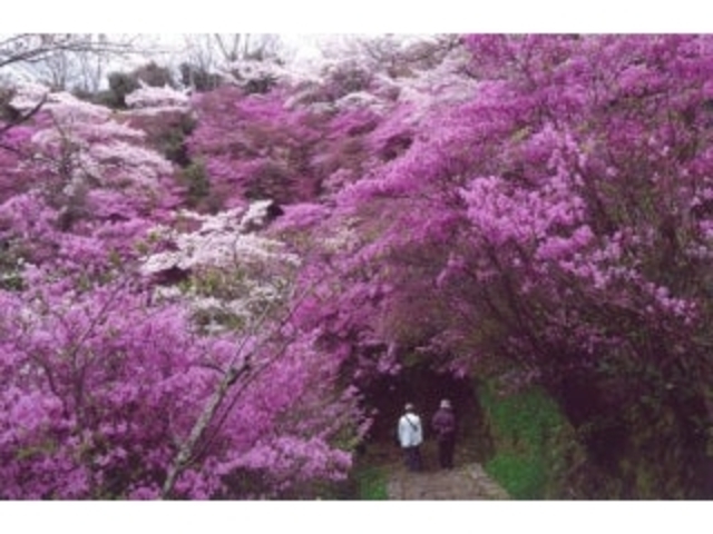 神童寺の桜とミツバツツジの写真1