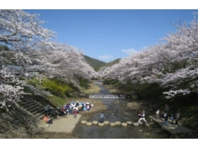 井出町の桜の写真1