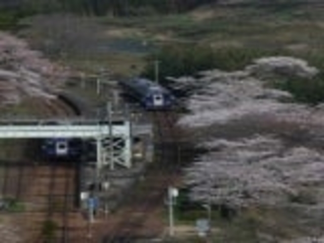 JR笠置駅周辺の桜