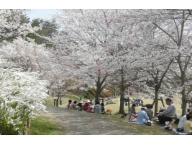 精華町の桜