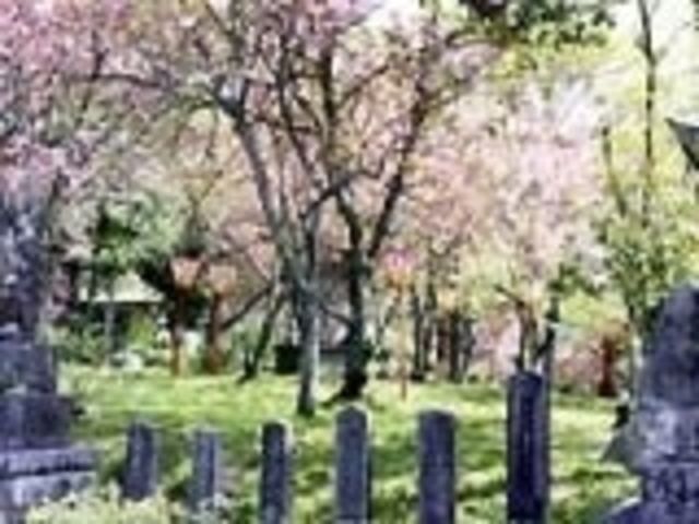 板列公園の桜の写真1