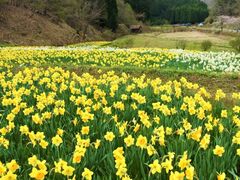 スイセンの写真1