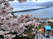 宮津市の桜の写真3