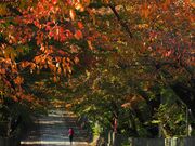 向日神社の紅葉の写真2