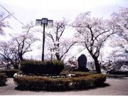 丹後震災記念館の桜の写真2