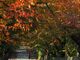 向日神社の紅葉の写真2