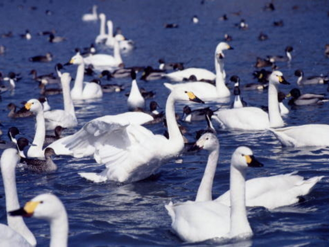 犀川白鳥湖の写真1