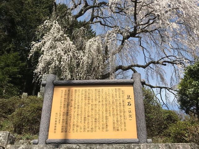 鼠穴の枝垂れ桜の写真1