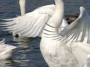 犀川白鳥湖の写真2