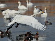 犀川白鳥湖の写真3