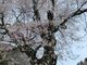 上郷地区(須原)のエドヒガン桜の写真3