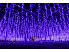 光の花の庭の写真1