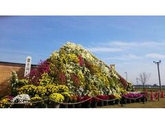 小山市菊花大会の写真1