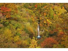 那須平成の森の紅葉の写真1