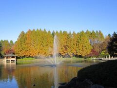 栃木県中央公園の紅葉の写真1