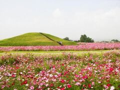 はにわの里公園 コスモス畑の写真1