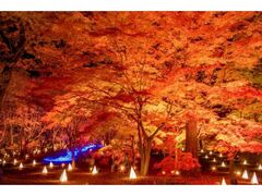 光と森のStory 第2章 紅葉見ナイトの写真1
