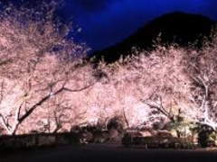 城峯公園 冬桜ライトアップの写真1