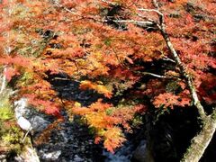 中津峡の紅葉の写真1