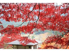 鳥居観音周辺の紅葉の写真1