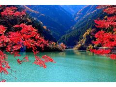 名栗湖の紅葉の写真1