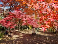 嵐山渓谷の紅葉の写真1