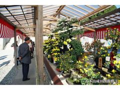 成田山菊花大会の写真1
