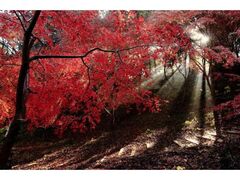 成田山公園紅葉まつりの写真1