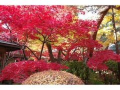 本土寺の紅葉の写真1