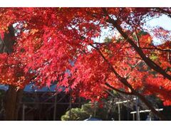 東漸寺の紅葉の写真1