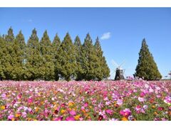 あけぼの山農業公園 コスモスの開花の写真1