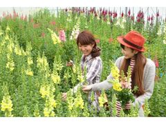 おおつの里・花倶楽部 花摘みの写真1
